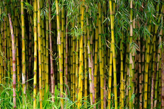 Bamboo art of Bastar