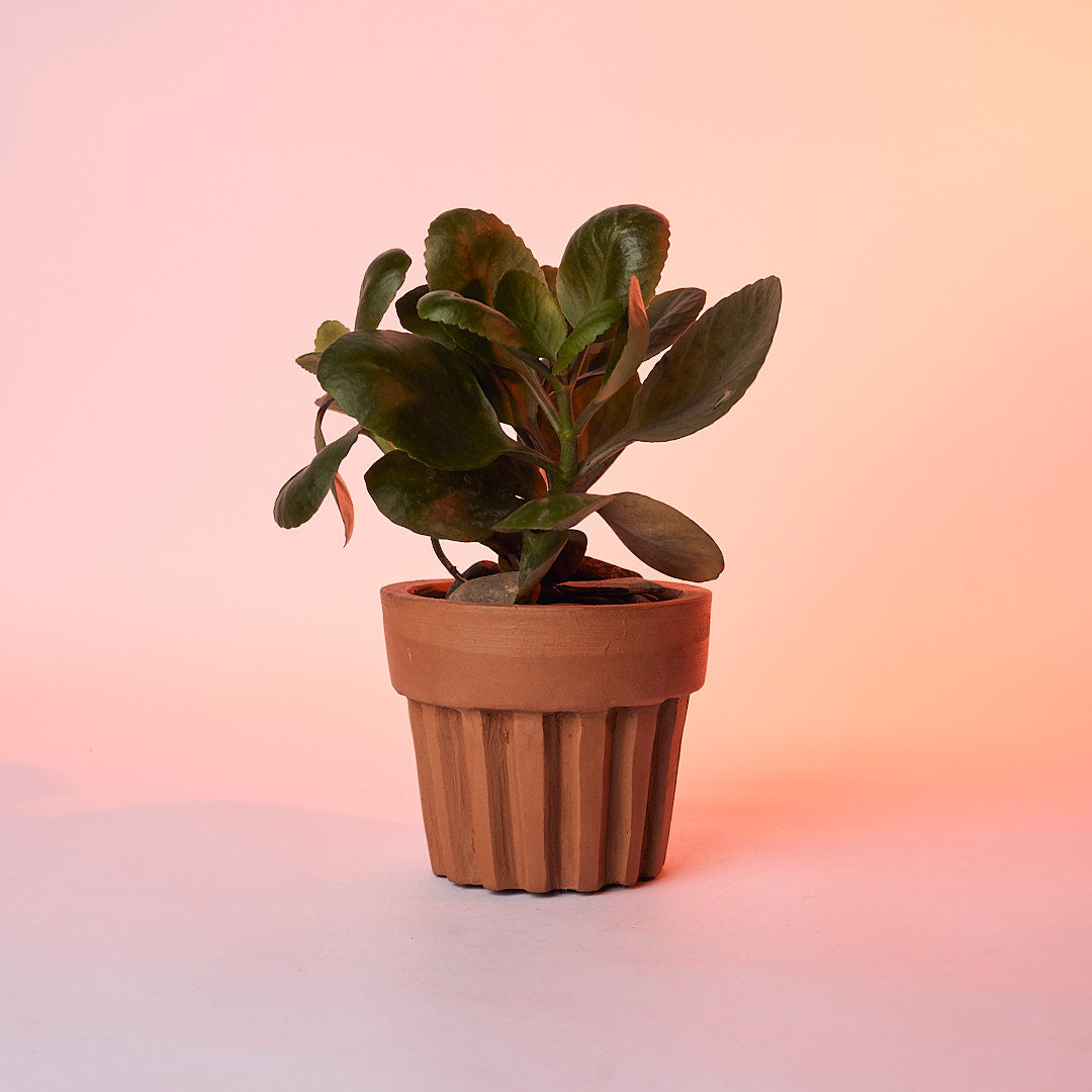 Mini Desk Planter | Terracotta